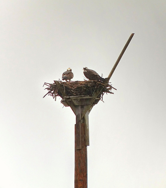 Tilton nest - March 29, 2016